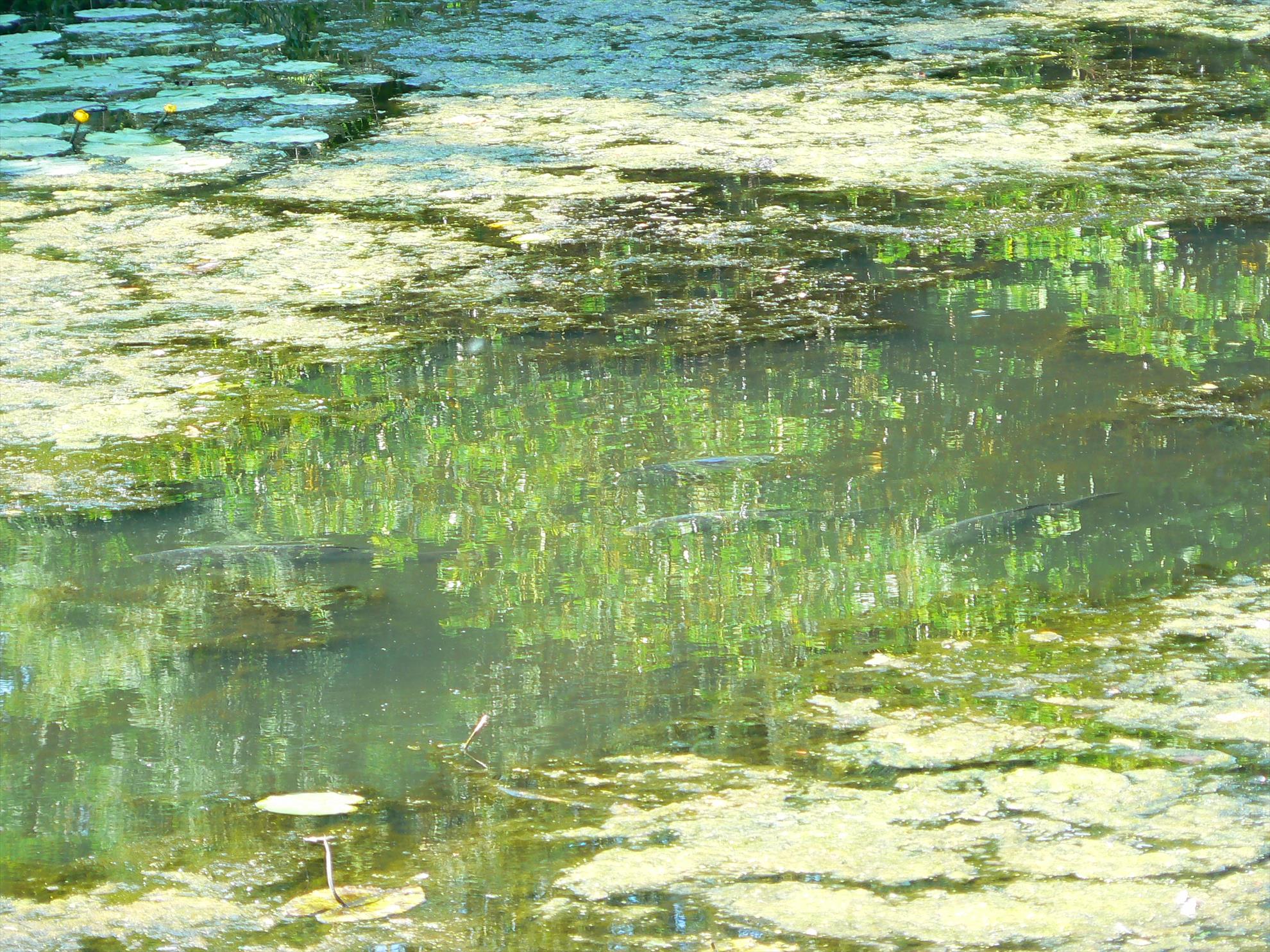 Crapi salbatici si alti pesti - p1030421.JPG